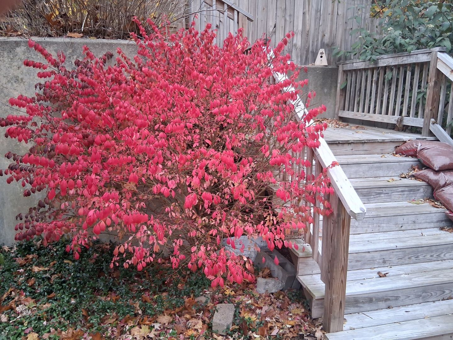 Building Photo - 775 Knotty Oak Rd