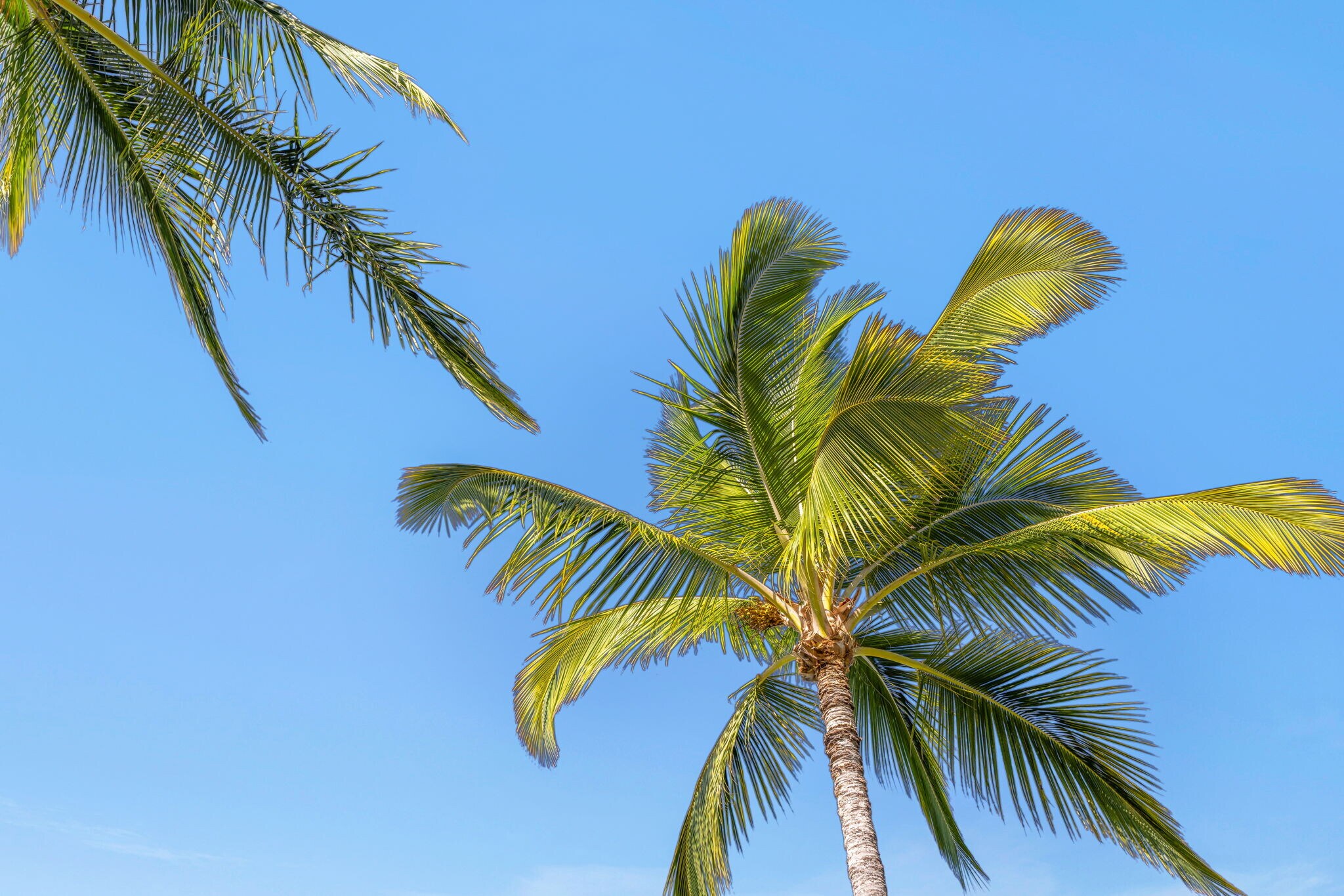 Building Photo - 3950 Kalai Waa St