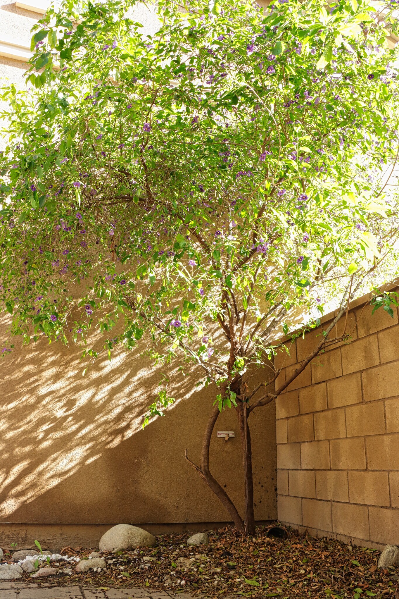 Patio - 8630 Cava Dr