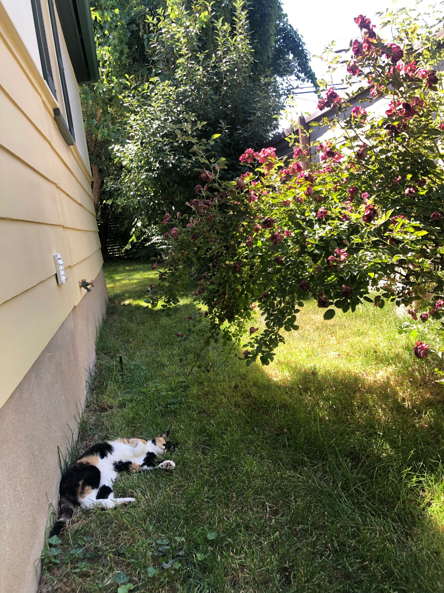 Backyard - 1906 S Imperial St