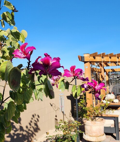 Beautiful Hong Kong Orchid trees - 2192 W Sierra Sunset Trl