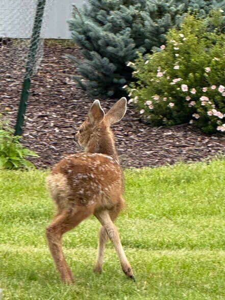 Deer - 18350 Cumbres Rd