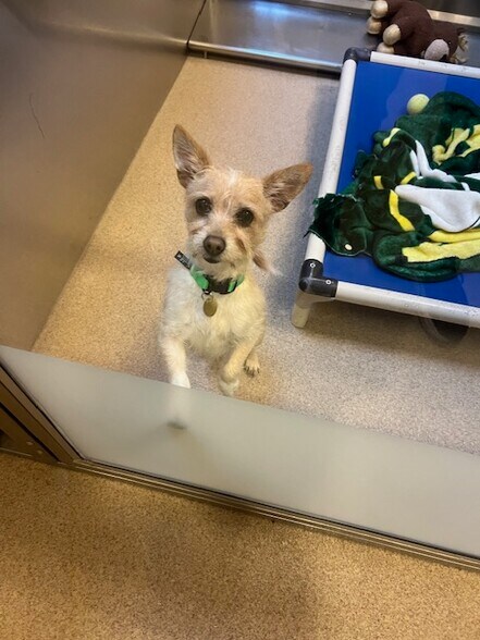 dog and cat friendly - 402 Webster St