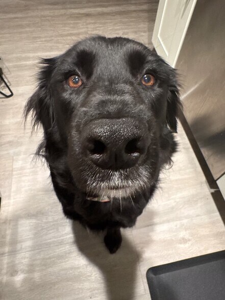 Delilah - 12616 Lakeshore Dr