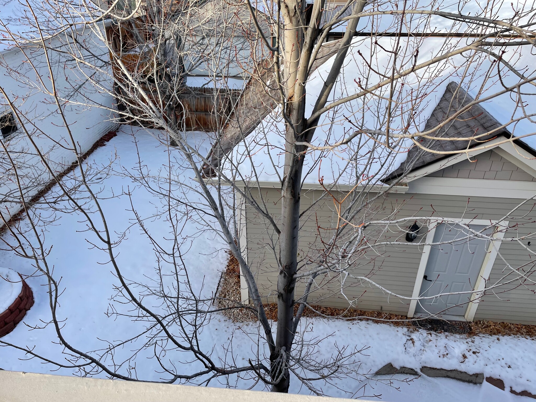 backyard - 1837 S Clarkson St