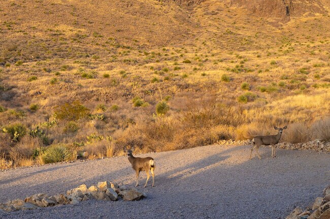 Building Photo - 12705 Chuck Wagon Rd