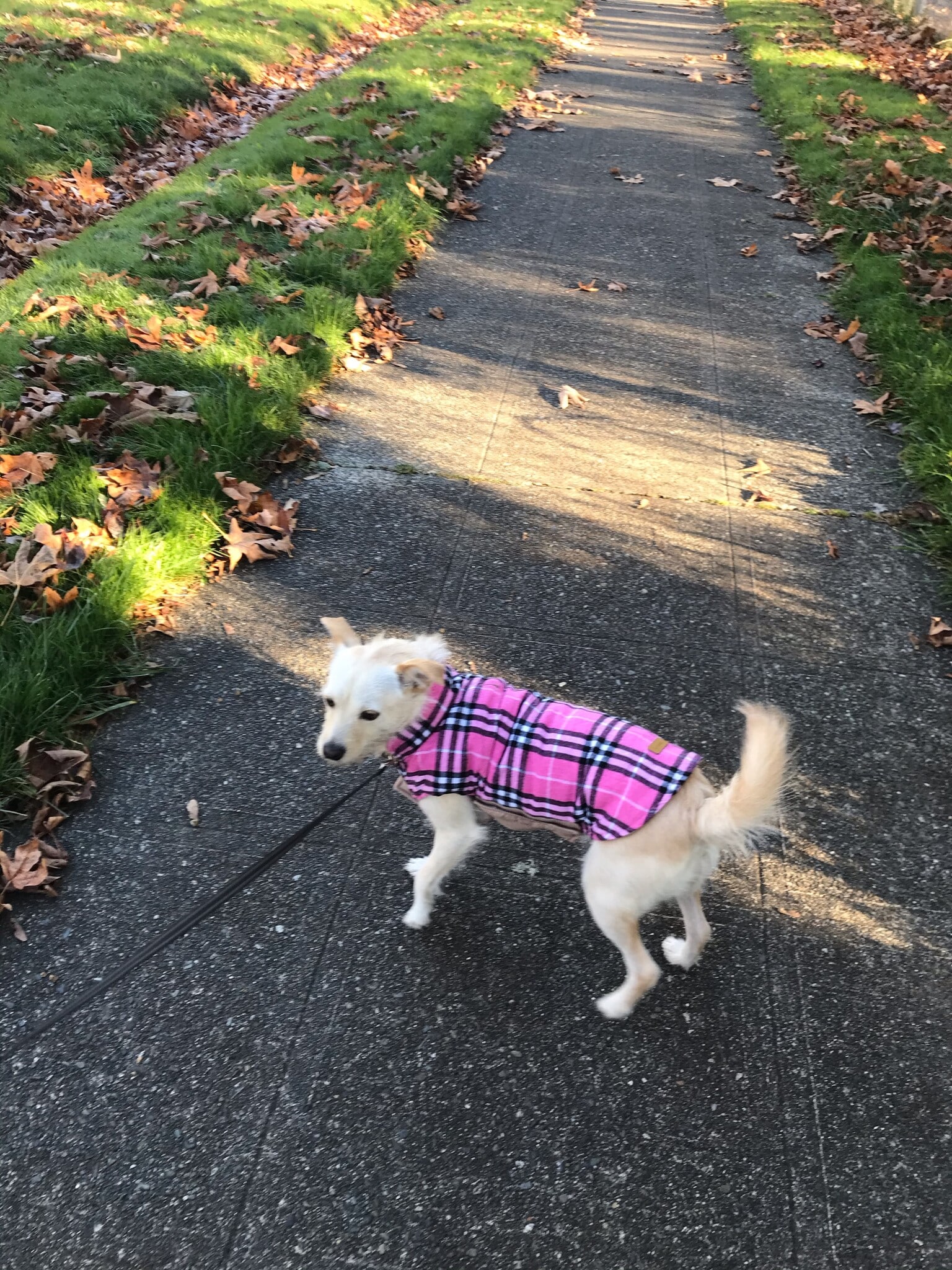 Pet friendly! - 2200 Thorndyke Ave W