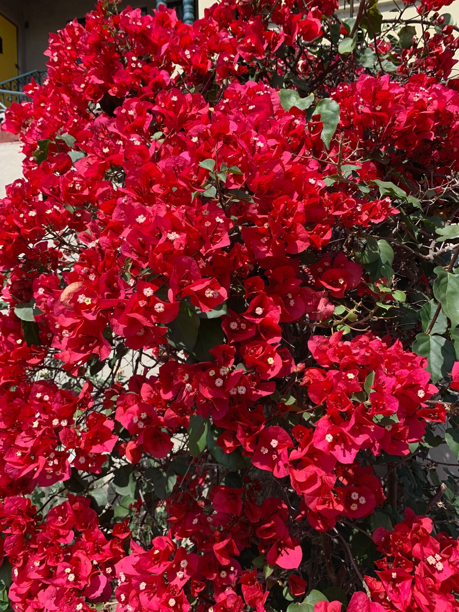 Building Photo - 8673 W Olympic Blvd