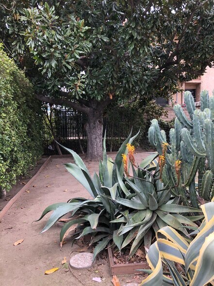 Front yard with 100 year-old magnolia tree and established cactus garden - 13855 Vanowen St