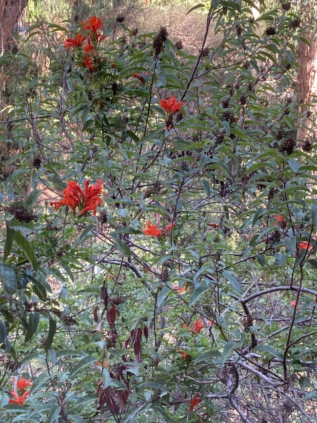 Canyon Native Plants - 3122 Quince St