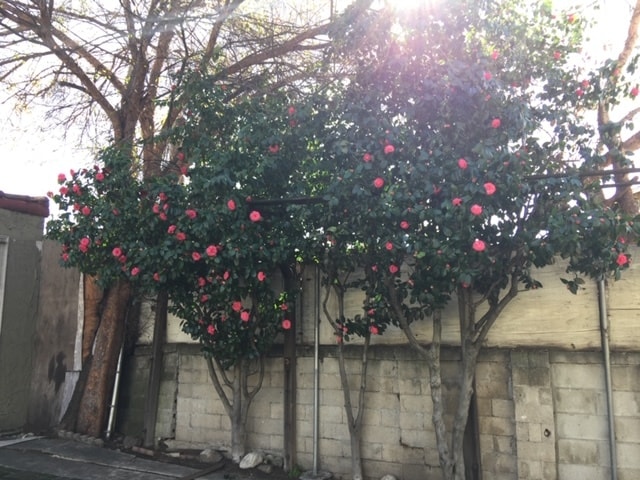 flowering trees in back/side of house - 1968 El Molino Ave