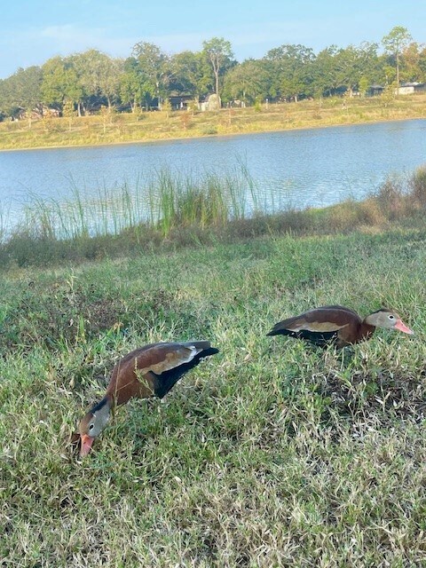 Building Photo - 1517 Ramada Dr