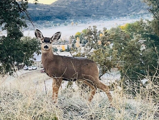 Building Photo - Amazing Mountain Views...