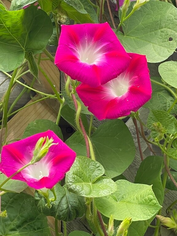 Building Photo - 62-64 Flett Rd