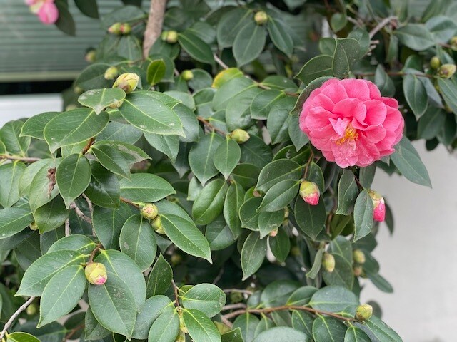 Building Photo - 934 Goodwin Ave