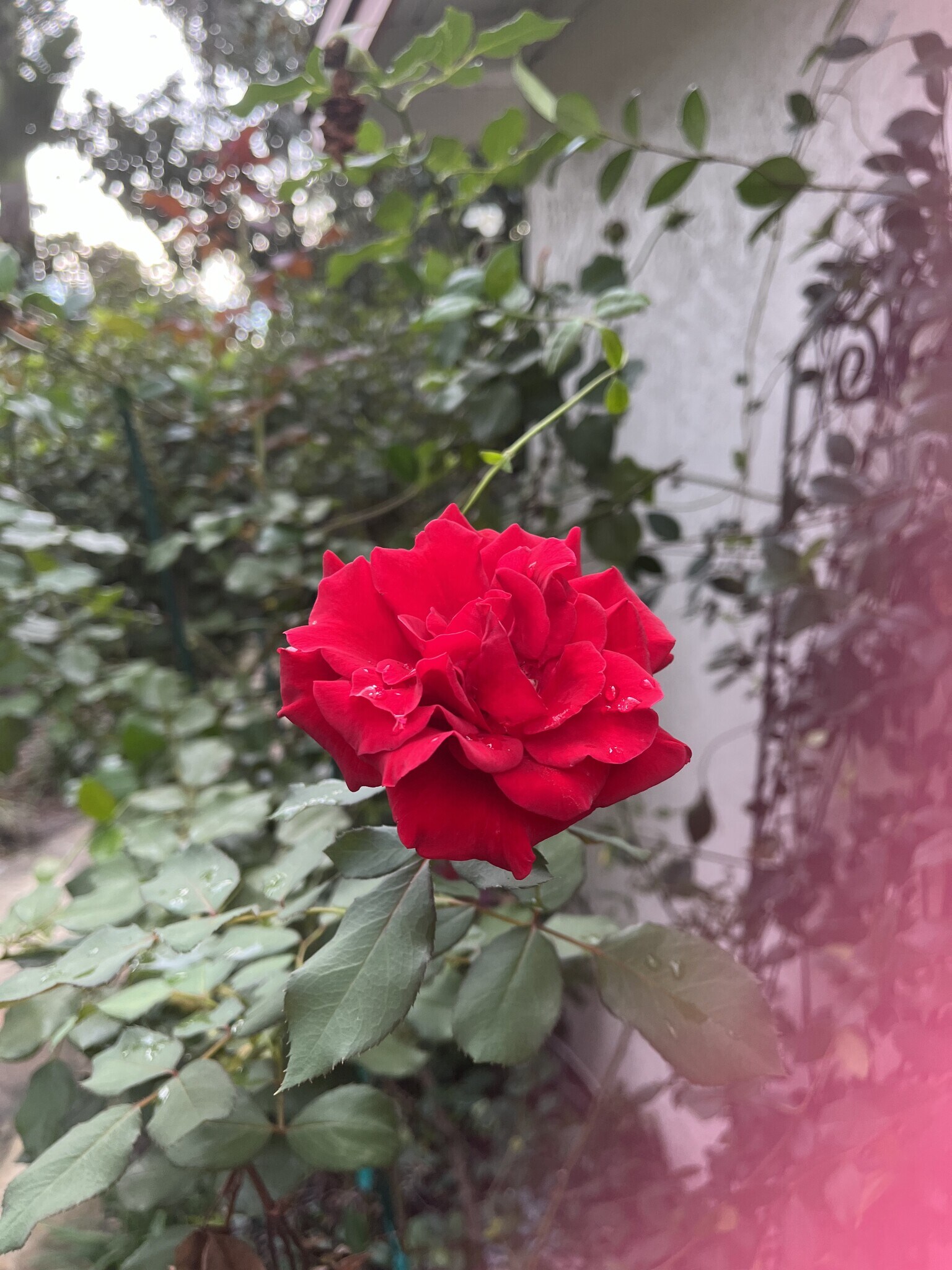 Rose Bush - 233 Emory Pl