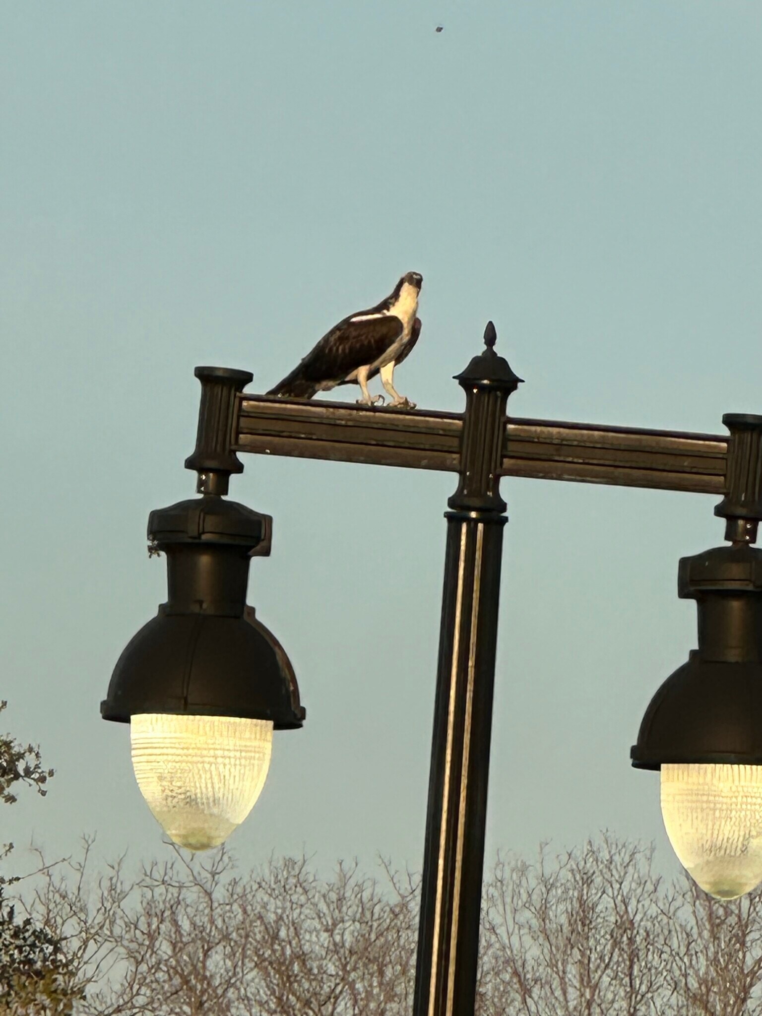 Building Photo - 1188 N Tamiami Trl