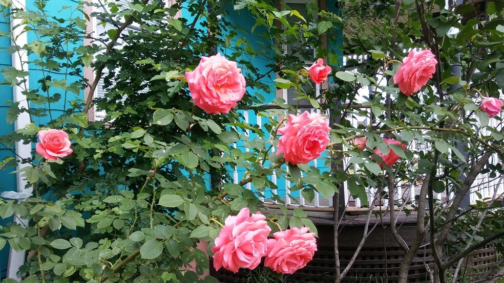 Building Photo - 261 Maple St