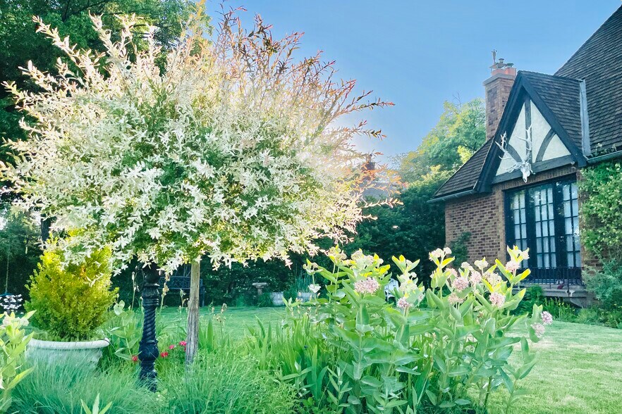 Mature plants and trees... not pictured but there are 2 apple trees & 1 plum tree on the property. - 483 Boulevard