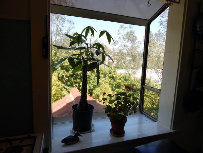 kitchen window - 2040 Whitley Ave