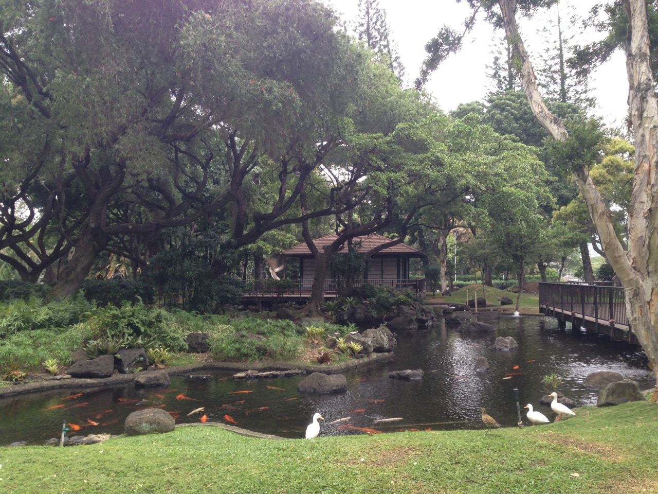 Koi pond with several tea houses available for rent - 1511 Nuuanu Ave