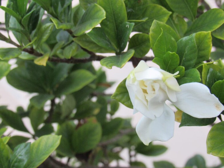 Gardenia at the door - 6078 W 18th St