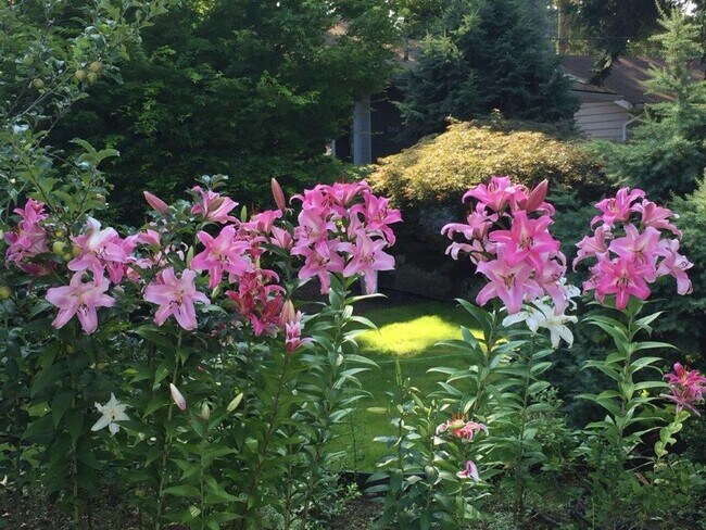 Building Photo - Quiet Kirkland Rambler on large, quiet lot