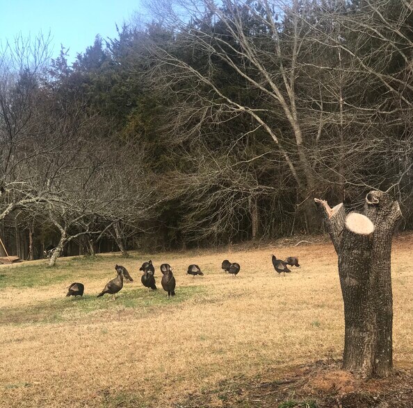 No Pets Allowed.. The wildlife occasionally comes to visit.. - 1619 Cedar Rock Church Rd