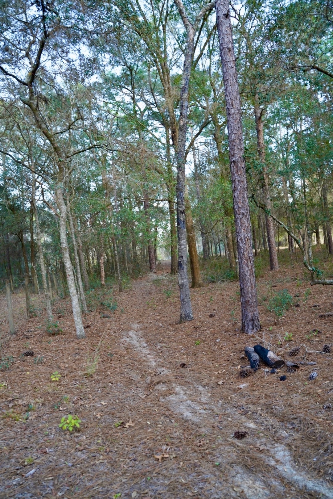 Building Photo - 29205 Saddle Oaks Ln