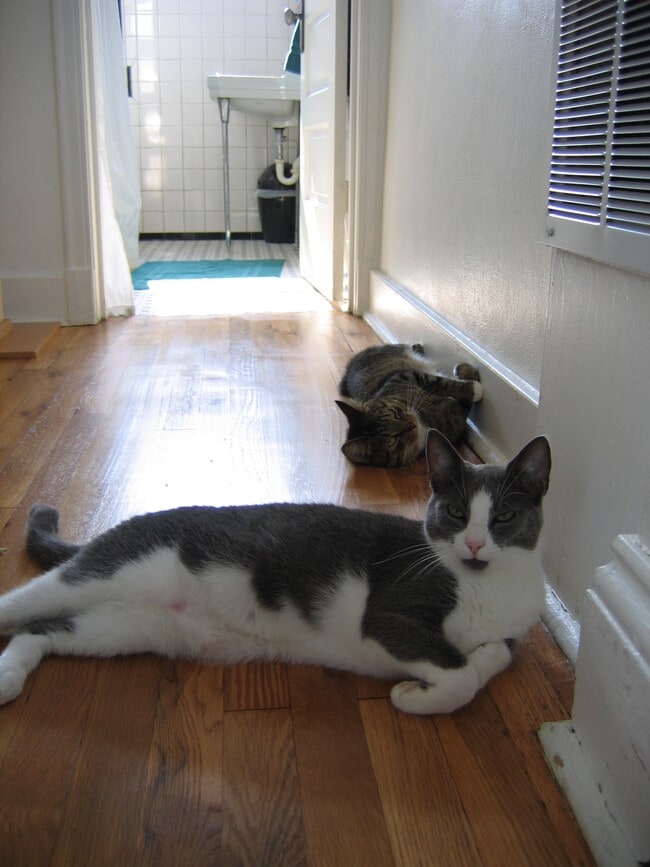 Building Photo - 828 N Euclid Ave