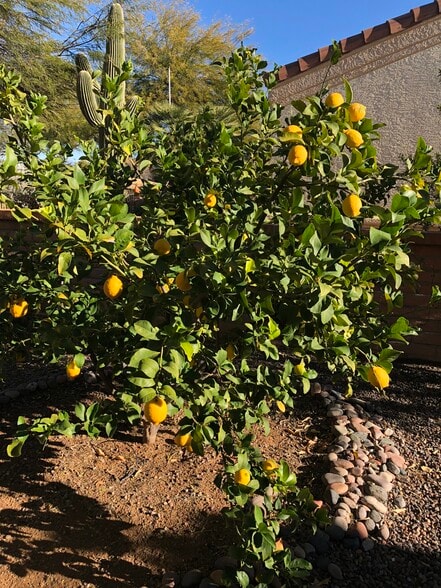 Lemon tree - 1301 N Mourning Dove Rd