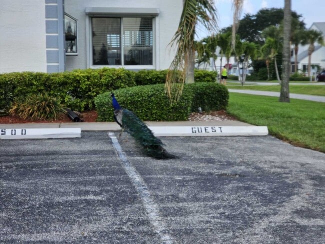 Building Photo - Available Feb. 1st, 2026! Charming Cape Canaveral Townhouse: 2 Bed, 2.5 Bath Retreat with 1,120 S...