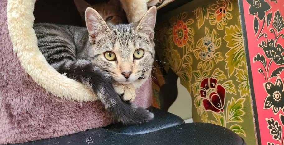 My short haired tabby - 9 Hobson Ave