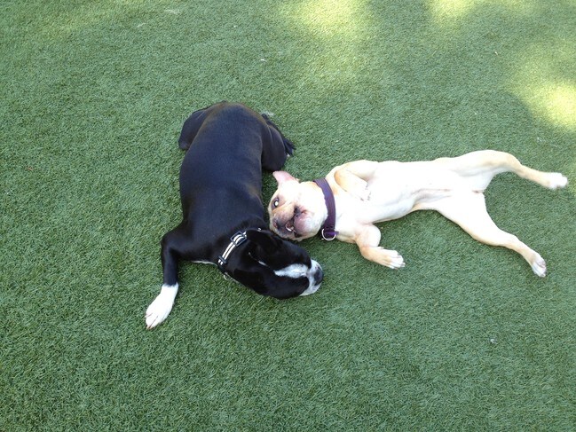 Meet the Neighbors! - 1253 N Genesee Ave