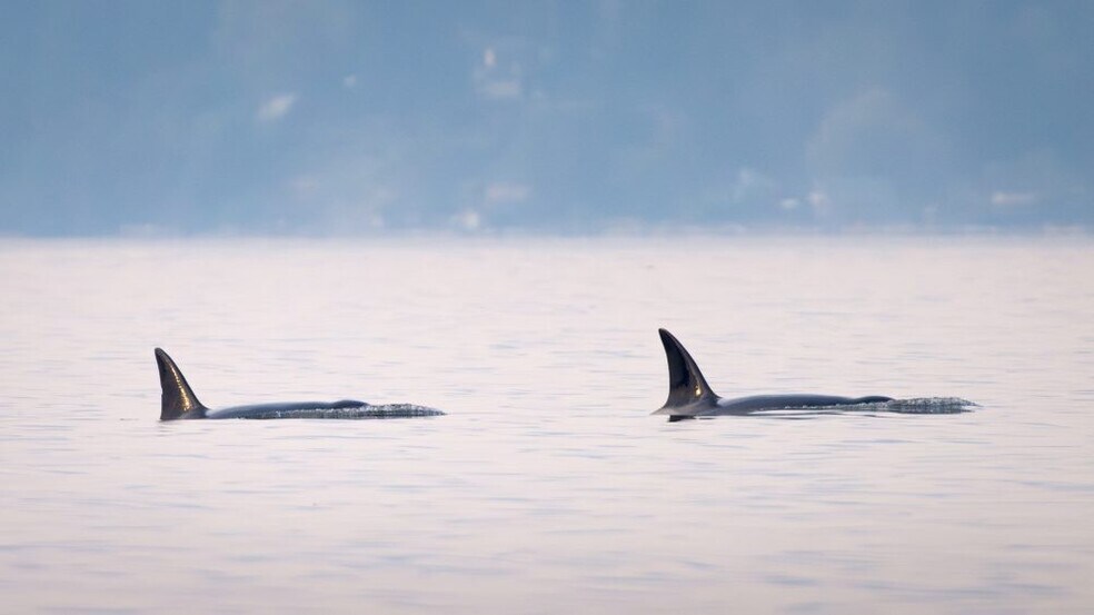 Building Photo - 1588 Alki Ave SW