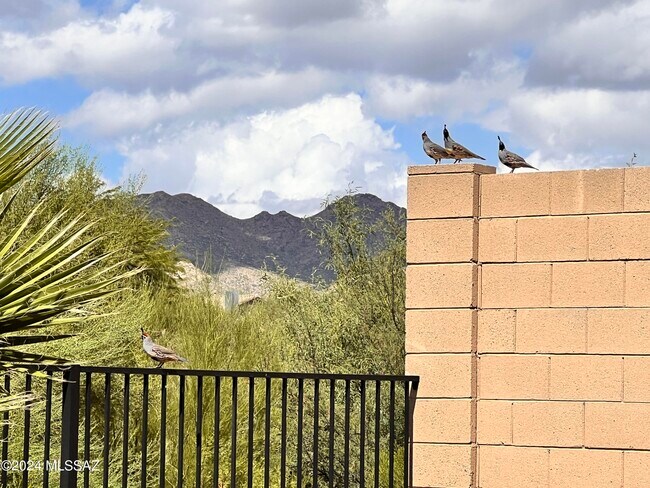Building Photo - 13289 N Rainbow Cactus Ct