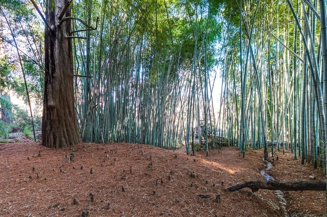 Bamboo Forest - 2112 Monteiro Ave