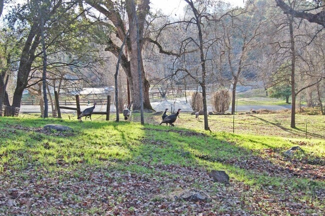 Building Photo - East Sonora Duplex with fenced Back Yard