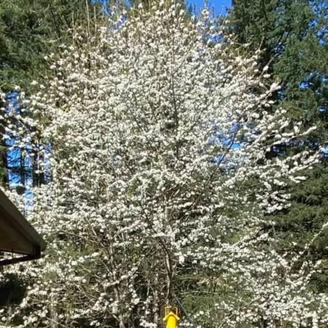 Building Photo - Stunning, Large 1-bedroom Unit in the Forest above McMinnville