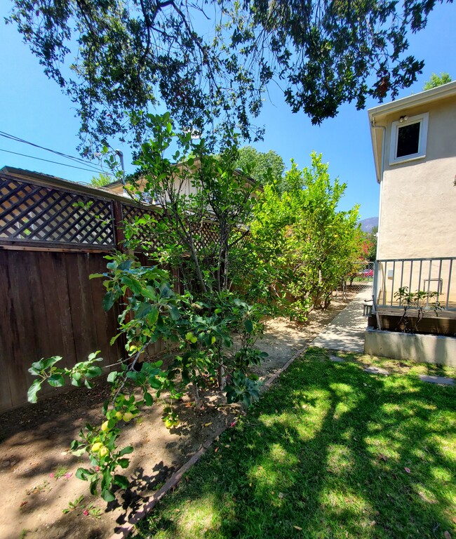 Fruit & citrus trees - 168 Lamour Dr