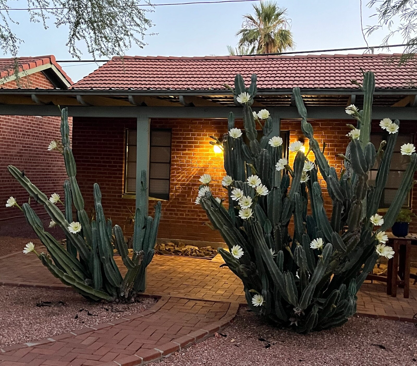 Lots of Night Blooming Cacti - 922 E Coronado Rd