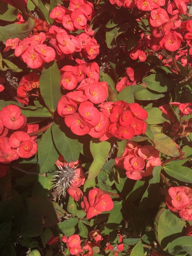 Building Photo - Stunning 5-Bedroom Home for Rent in Desirable Corona Neighborhood!