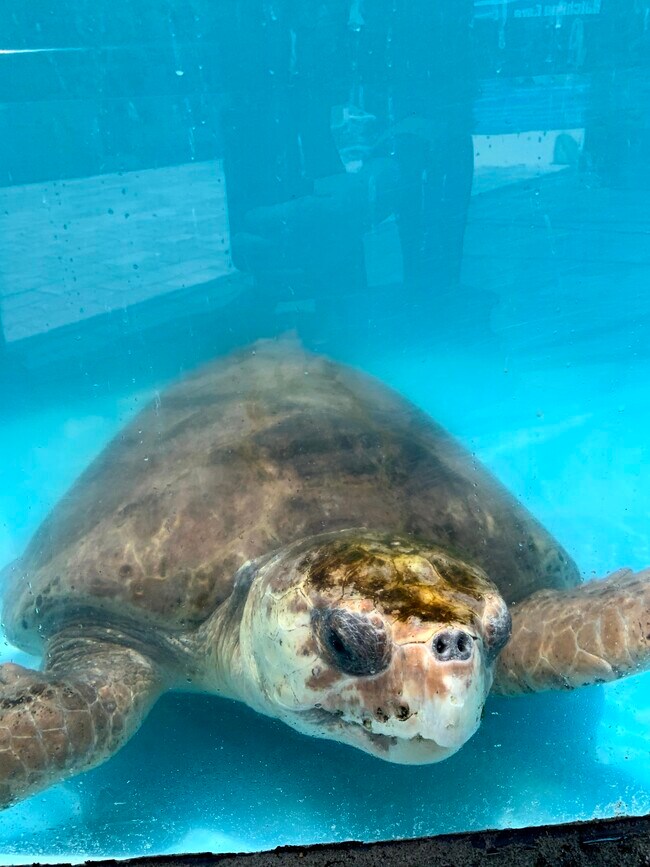 Visit local turtles at Loggerhead Marinelife Center 39Min - 6520 N Ocean Blvd