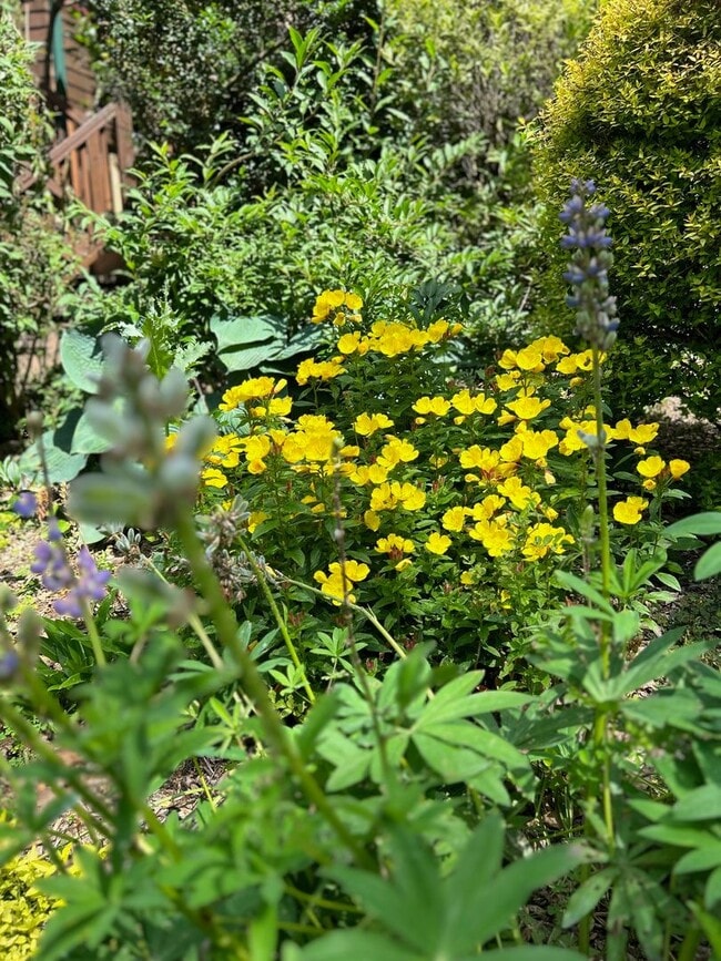 Building Photo - East AVL - Beautiful Zen Garden Apt with Sauna!