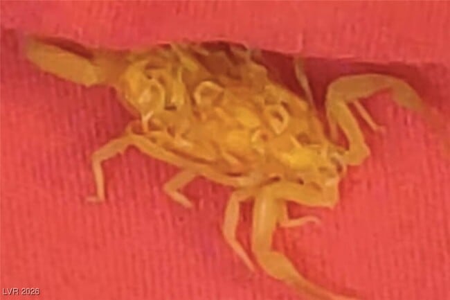 Building Photo - 481 Benedict Dr