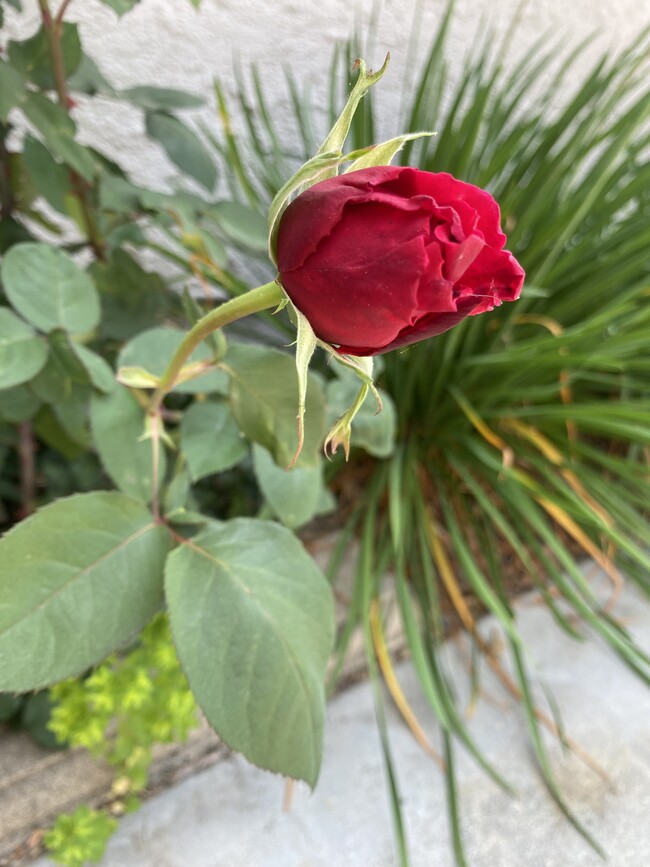 Sweet smelling Roses growing right outside of your private entrance - 13732 Mindora Ave