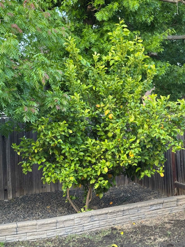 Building Photo - 6320 Di Lusso Dr