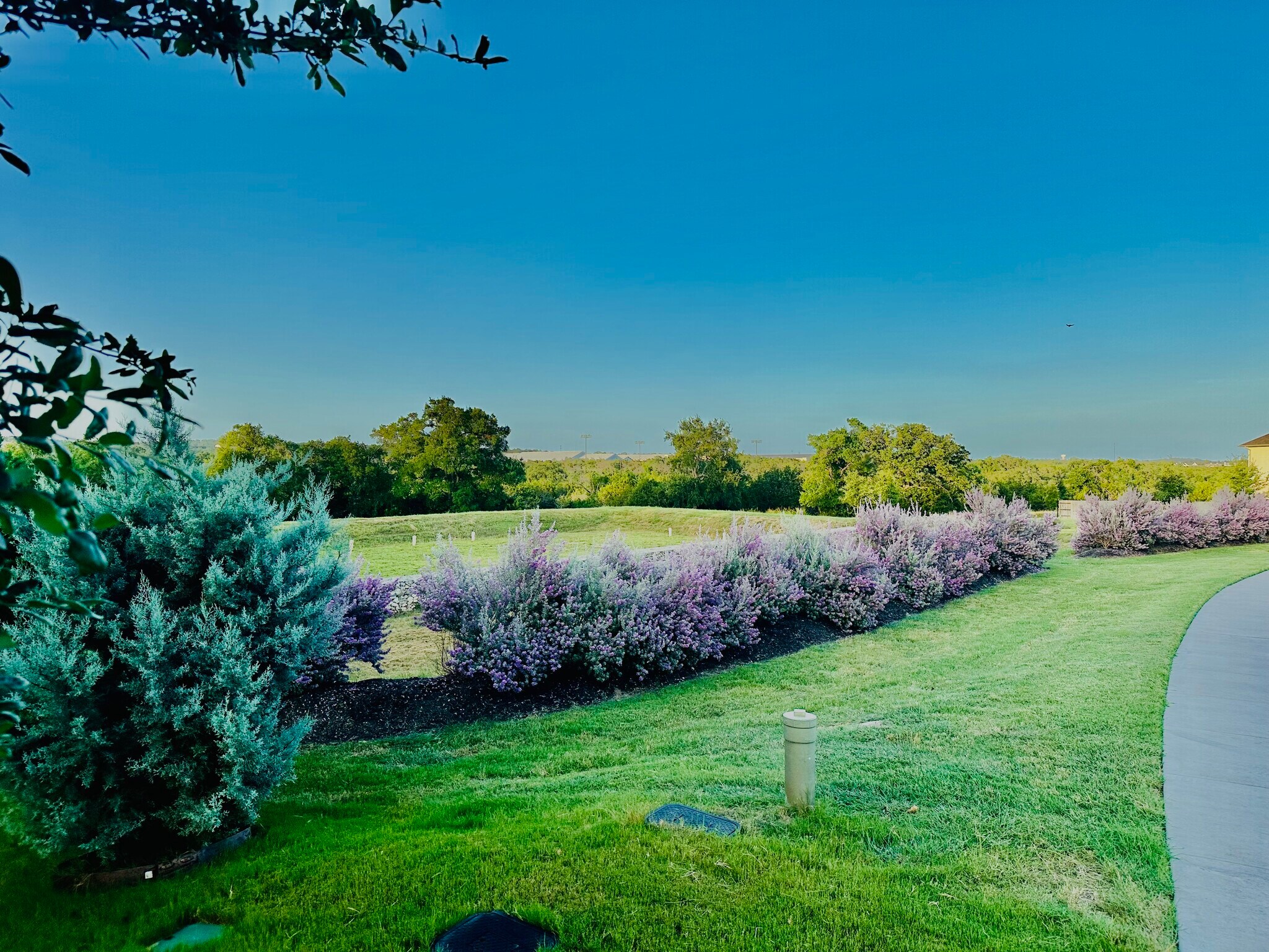 Next door in spring - fall sage blossoms - 429 Pink Granite Blvd