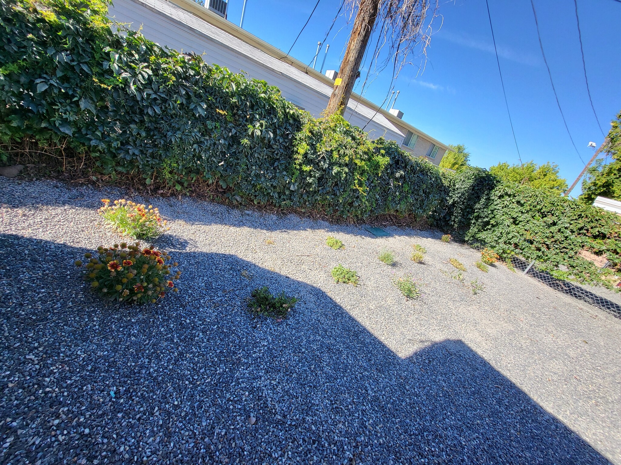 backyard #1 behind the house - 3224 S Verdant Cir