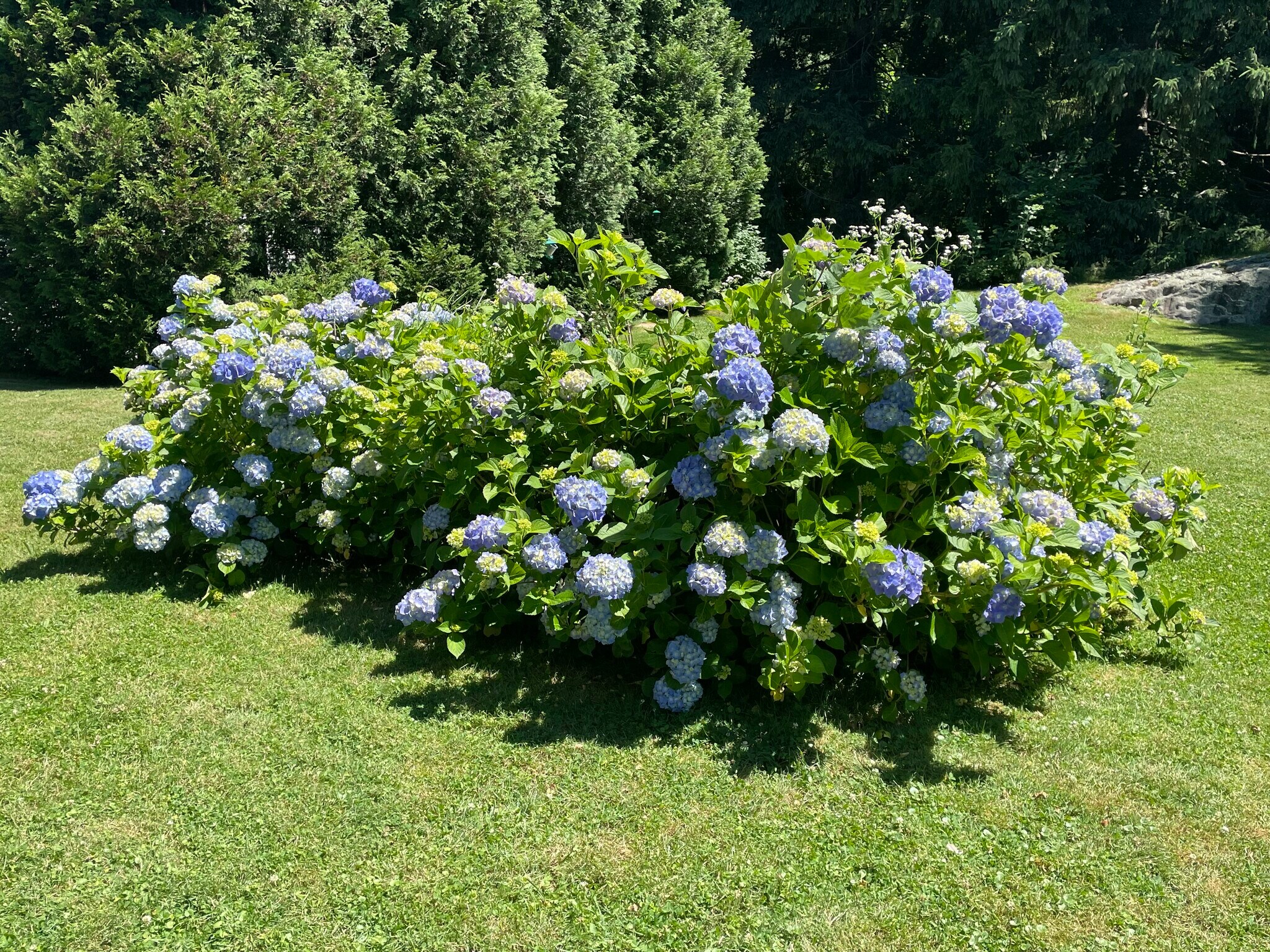 Hydrangeas in Fenced In Yard - 13 Middle St